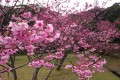 年老いた母